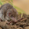 Belozubka seda - Crocidura suaveolens - Lesser Shrew 3873